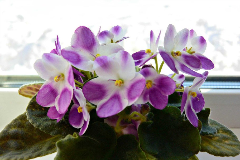 Цветы фиалка узамбарская