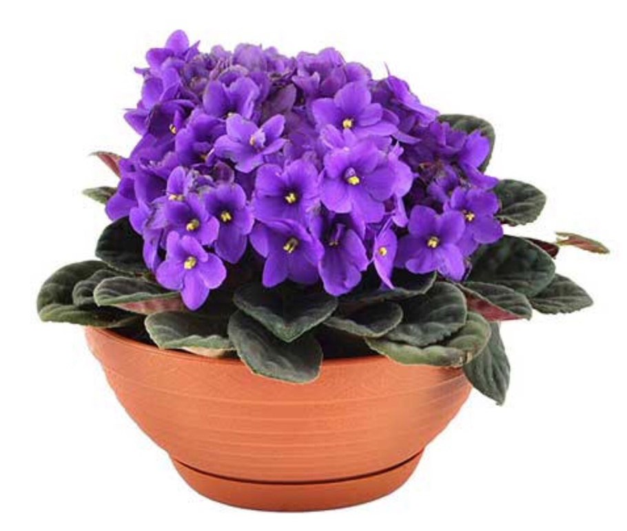 Комнатные цветы фиалки