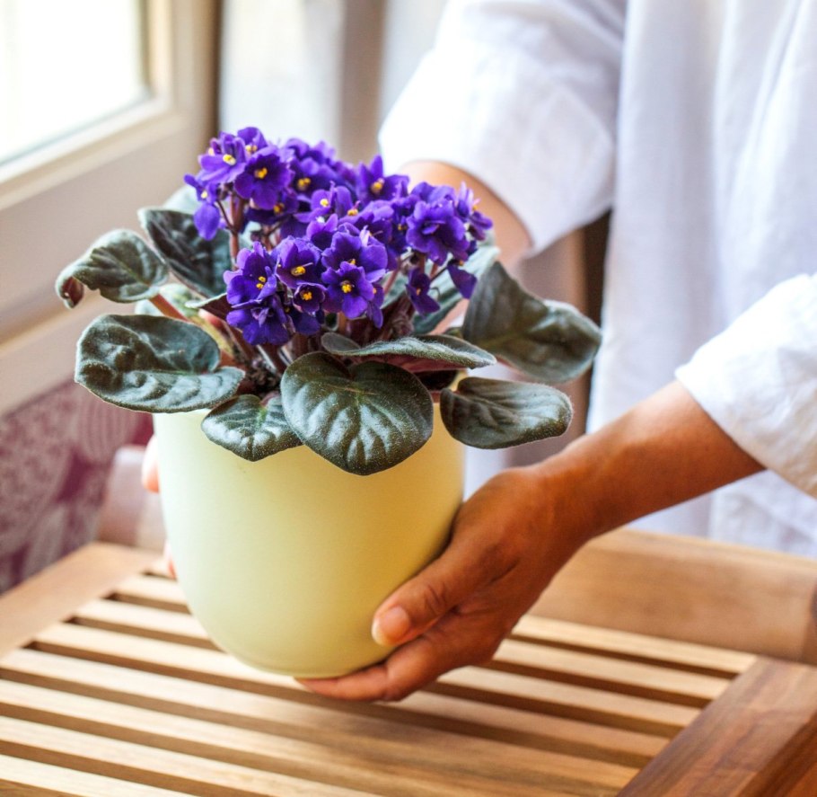 Фиалка микс d9 h15