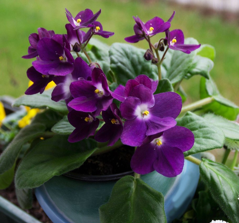 Узум фиалка