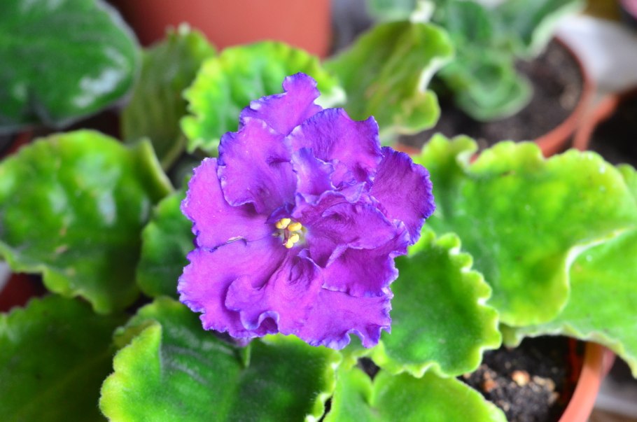 Сенполия узамбарская фиалка