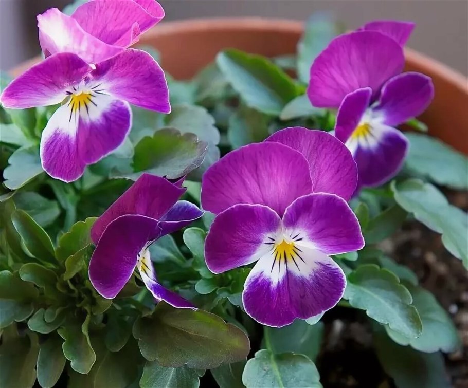 Фиалка цветок