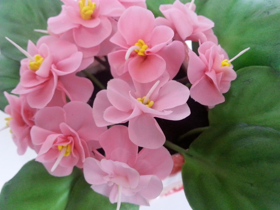 Голубая узамбарская фиалка