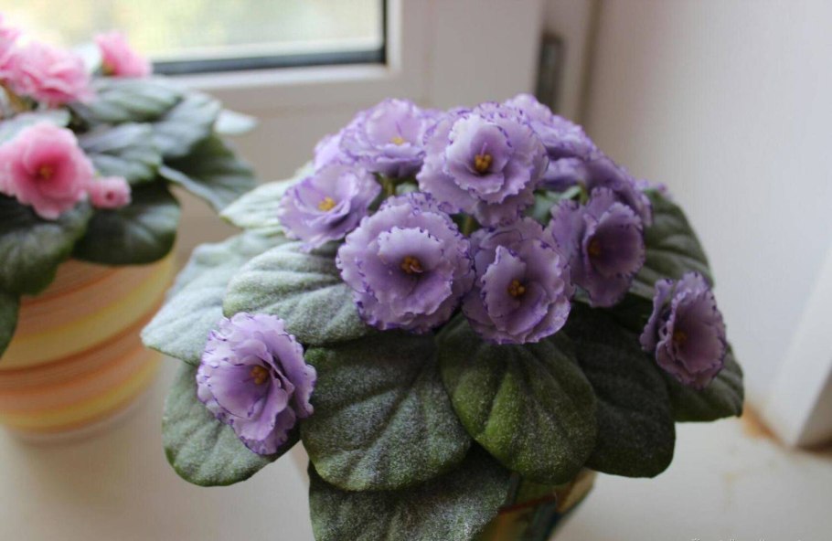 Фиалка марафет