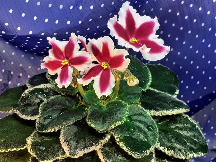 Фиалка вариегатная