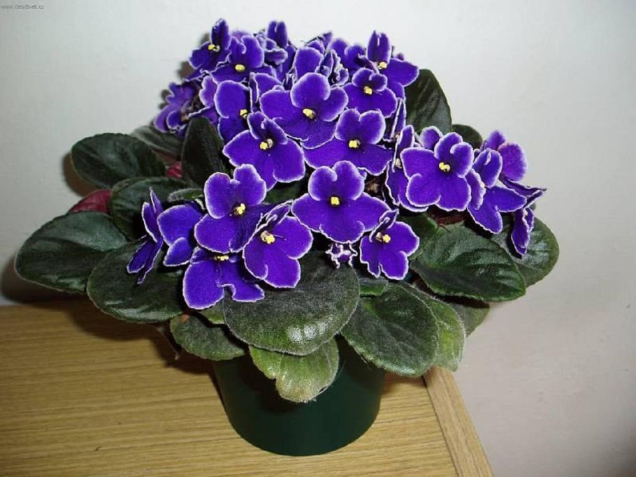 Фиалка сенполия комнатная