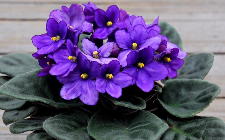 Узамбарская фиалка