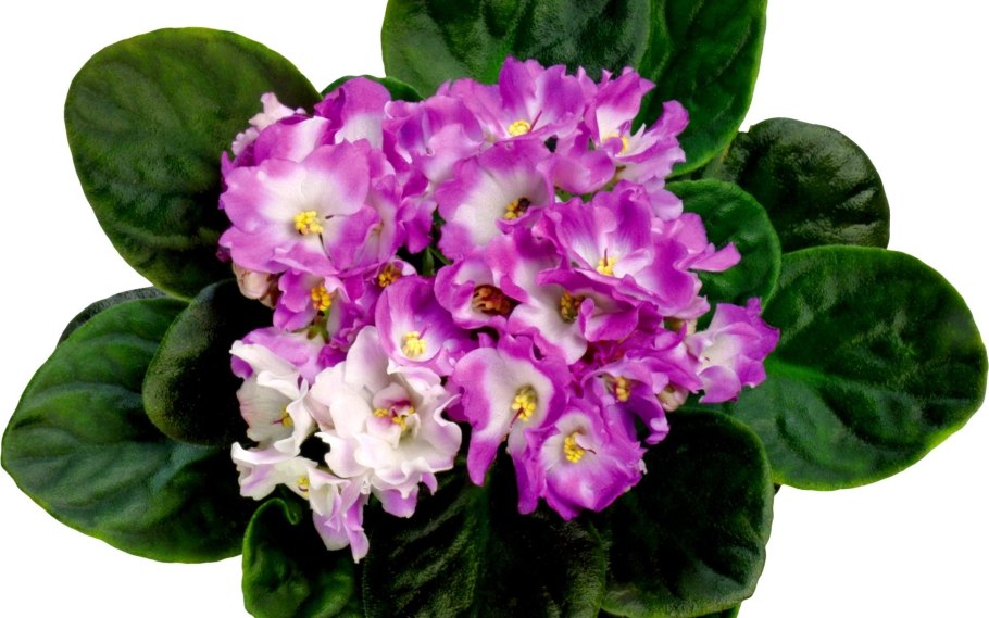 Фиалка агат розовый