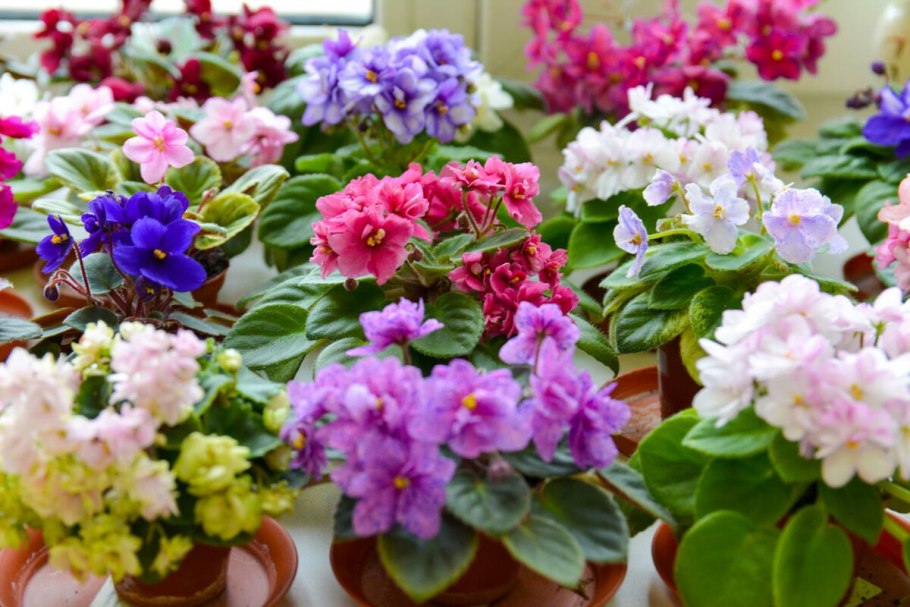 Фиалка Valeska Pink