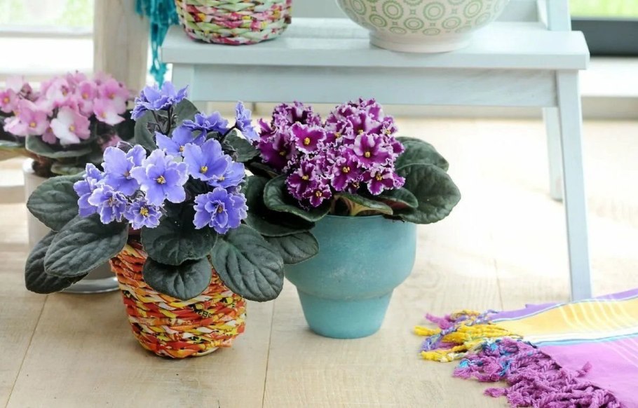 Фиалки комнатные, сенполии