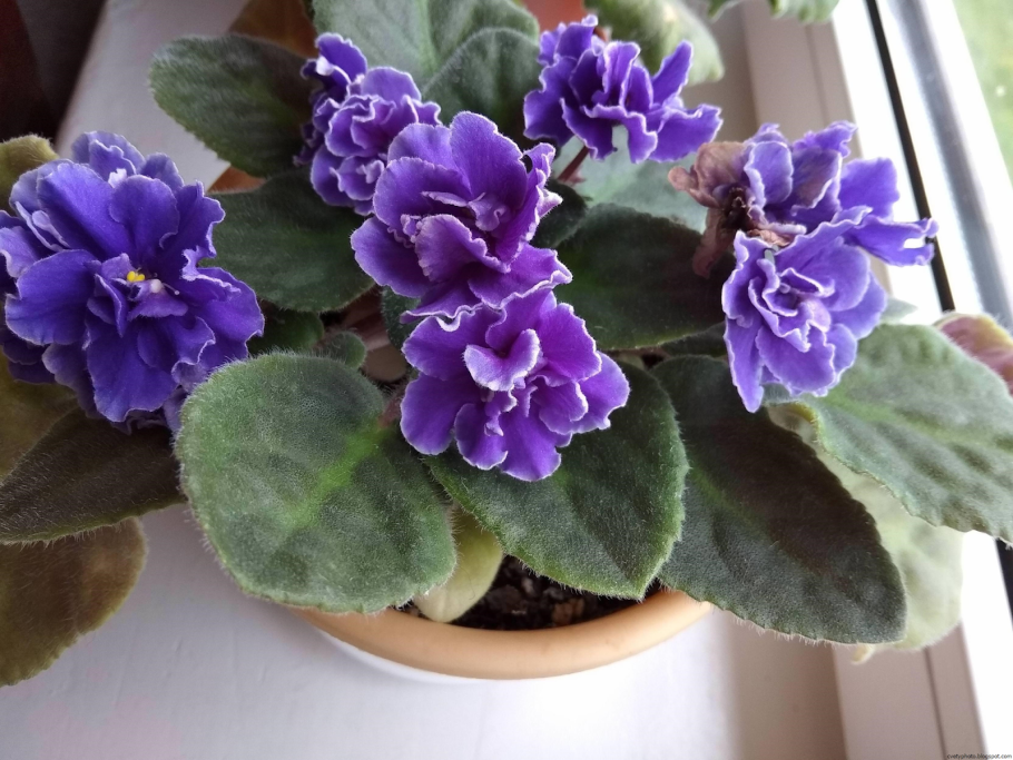 Узамбарская фиалка махровая