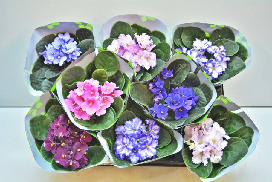 Сенполия Jolly Moonflower