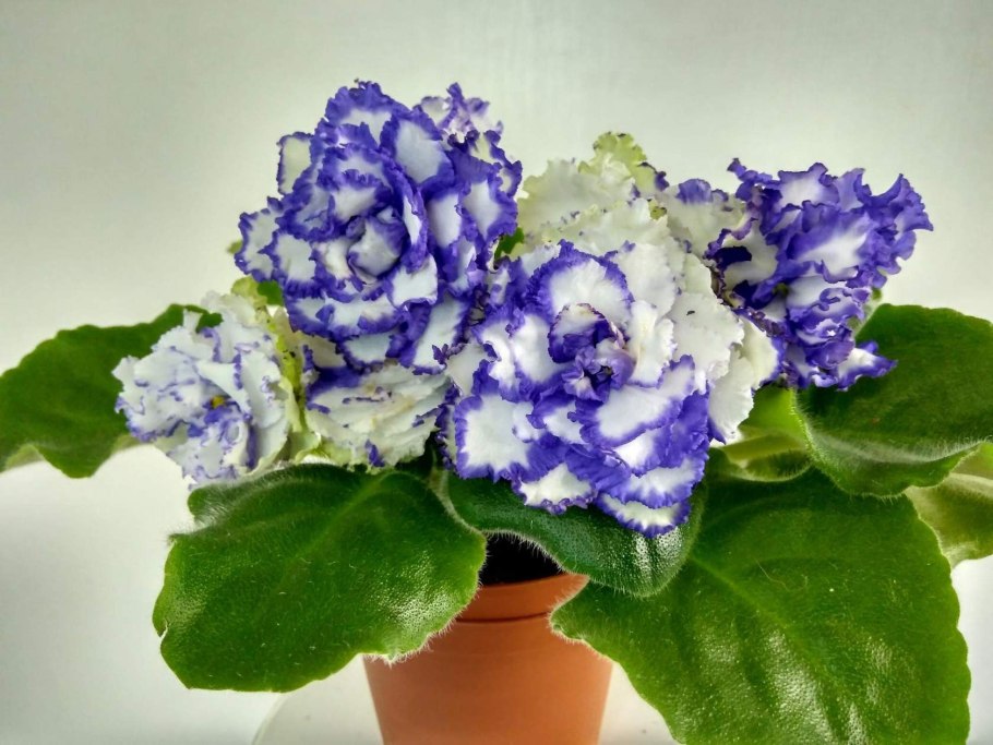 Фиалка сорт зеленая Лагуна