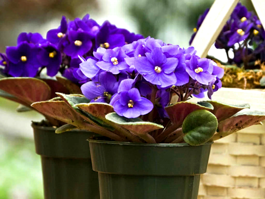 Цветок Saintpaulia ionantha