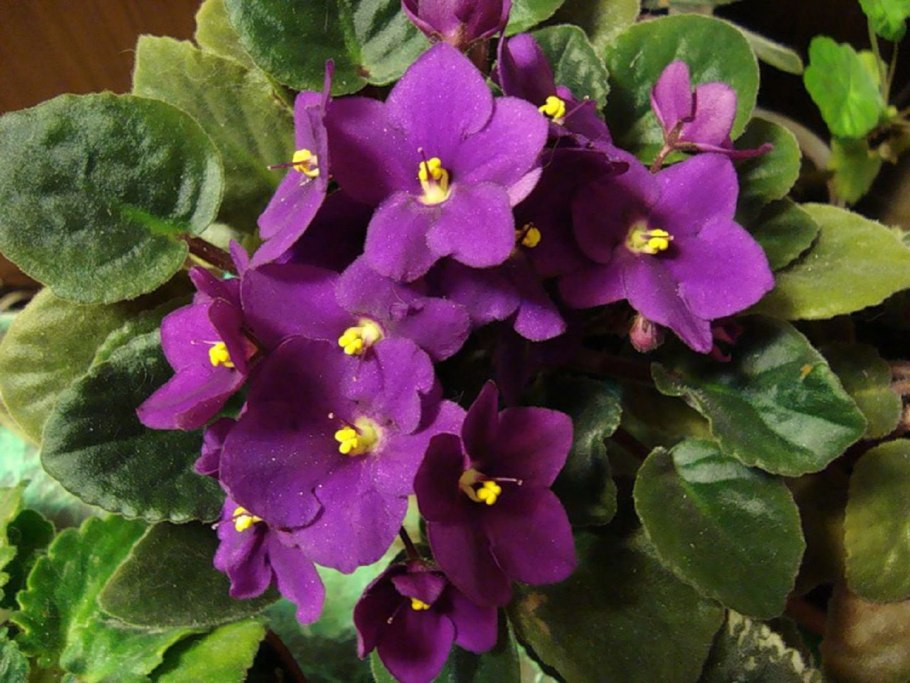 Узамбарская фиалка