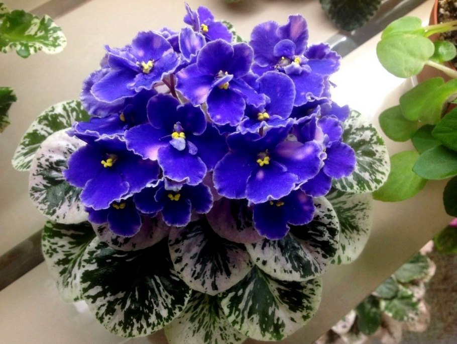 Фиалка сенполия