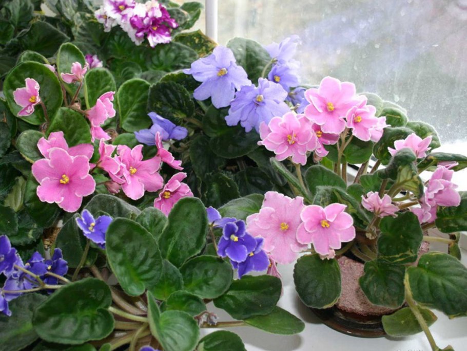 Узамбарская фиалка