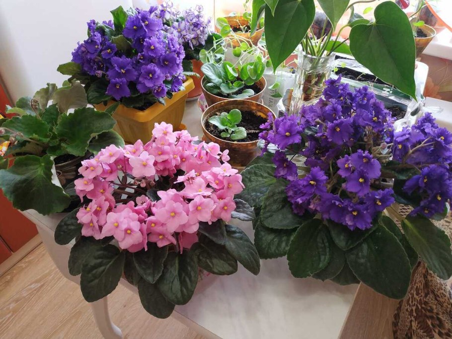 Фиалка Ле кабаре