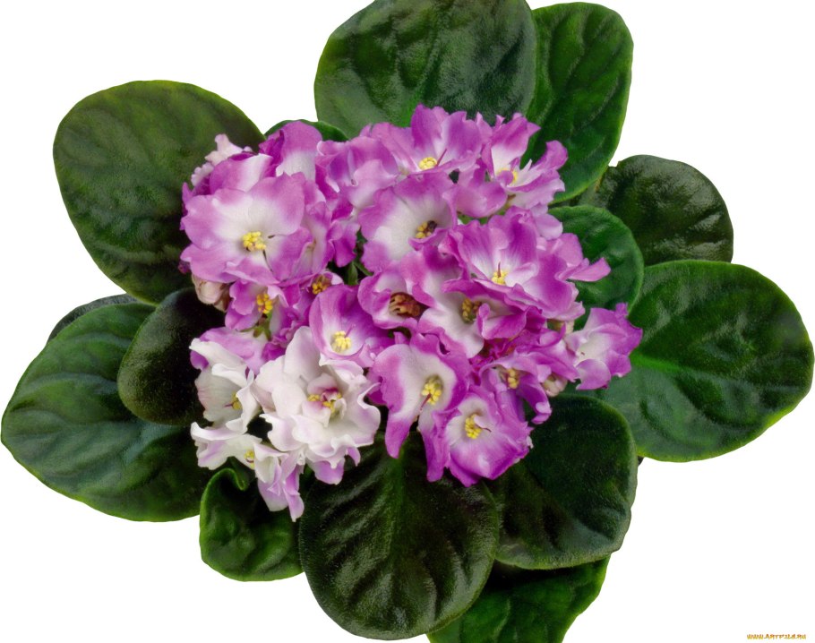 Saintpaulia ionantha