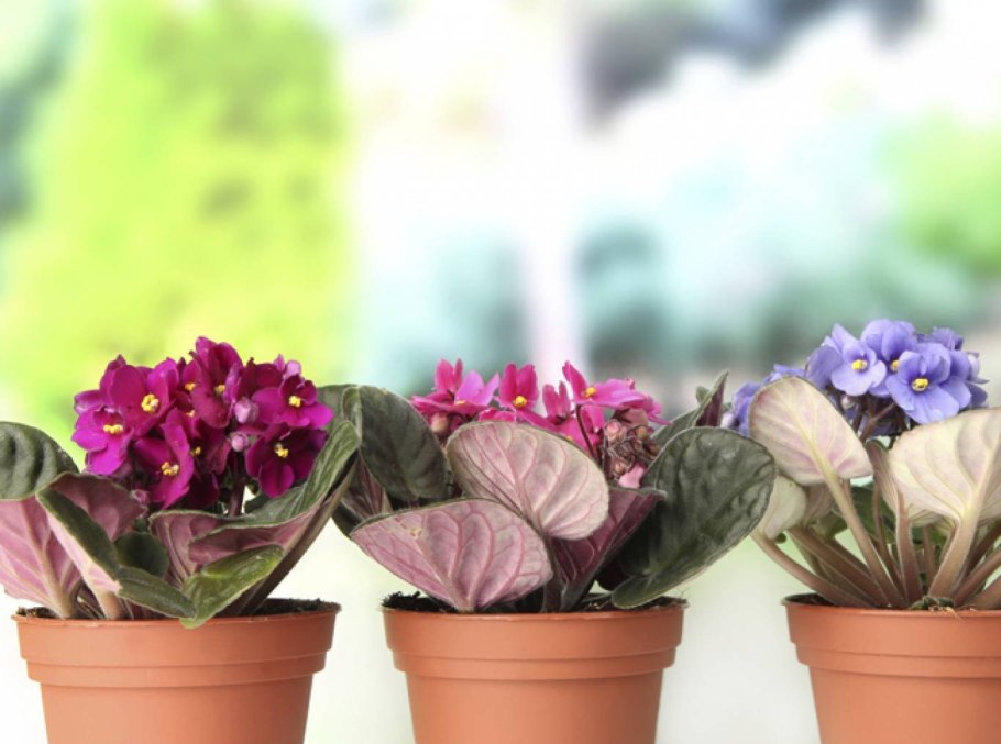 Цветы фиалки сенполия