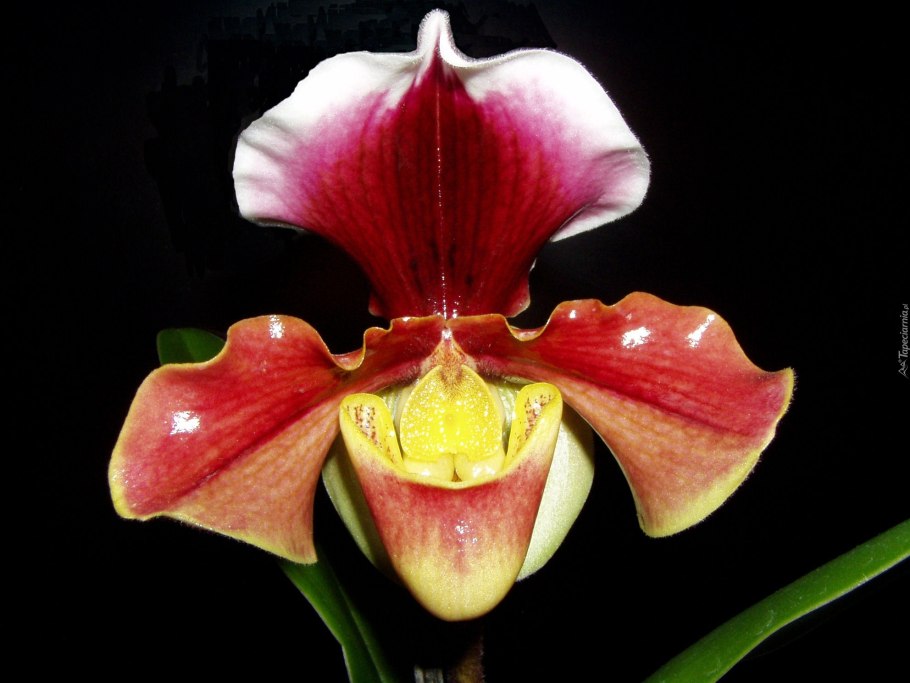 Орхидея Paphiopedilum