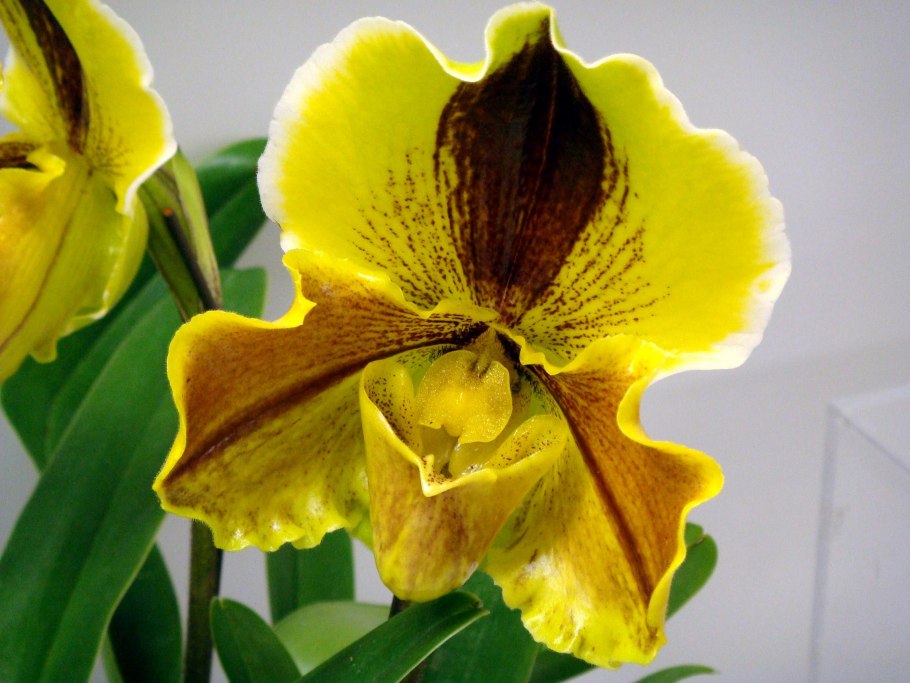 Орхидея Paphiopedilum Hybrid