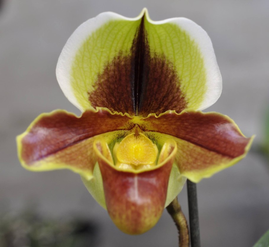 Paph. Papilio-laoticus
