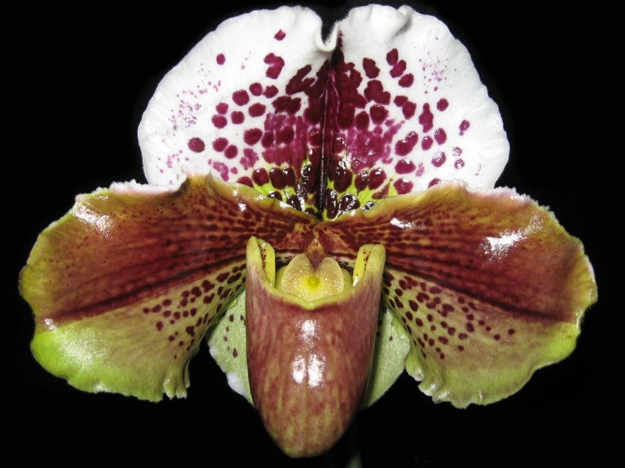 Орхидея Paphiopedilum Hybrid