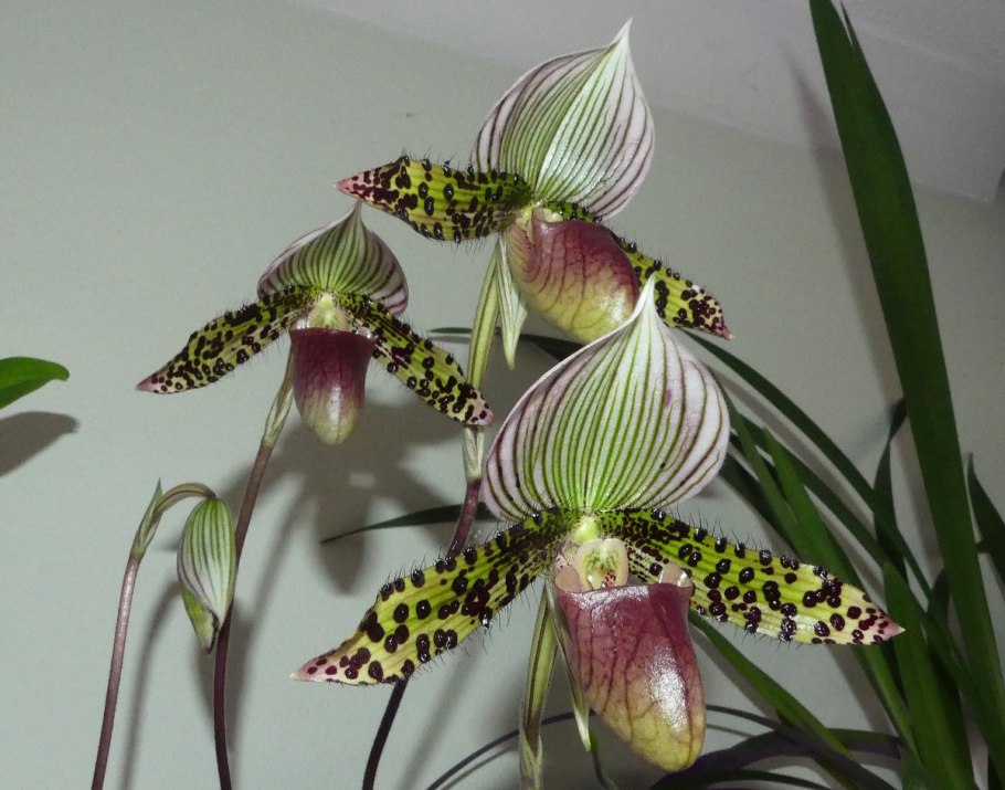Орхидея Пафиопедилум американский