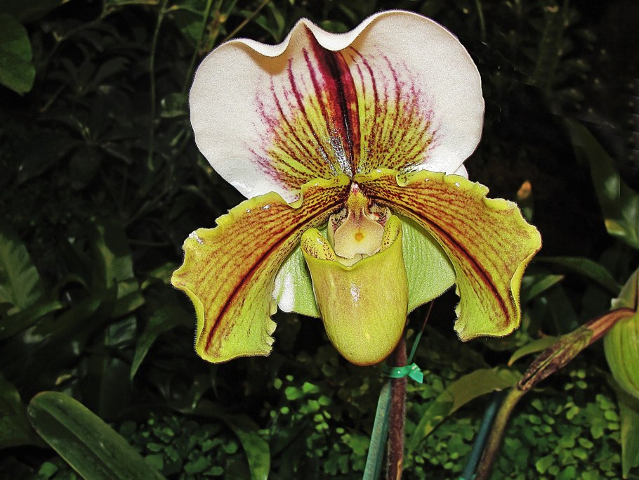 Орхидея Paphiopedilum Hybrid