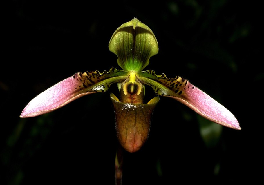 Paphiopedilum henryanum гибрид