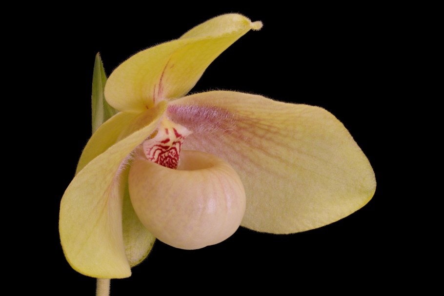 Paphiopedilum lawrenceanum