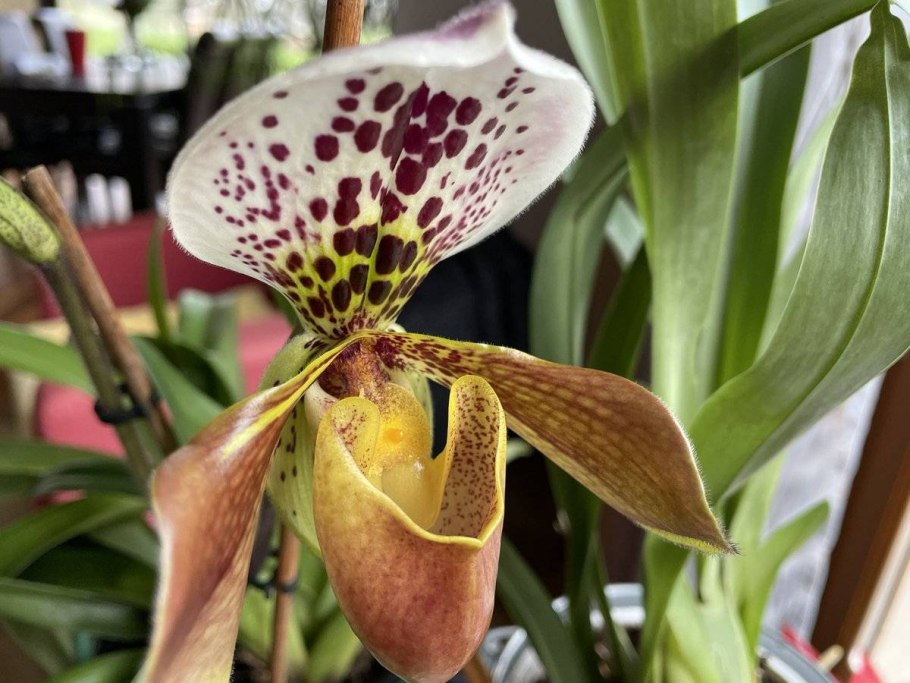 Paph. Victoria-Mariae ---