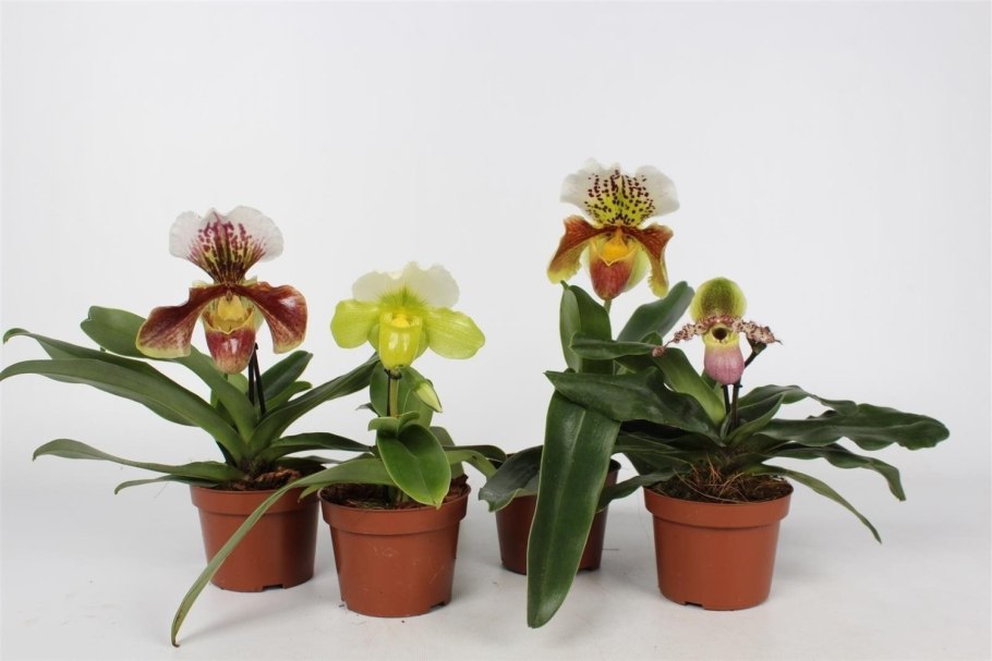 Орхидея башмачок Пафиопедилум