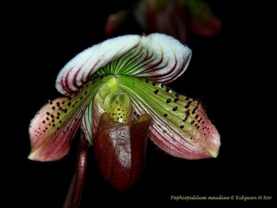 Орхидея Пафиопедилум
