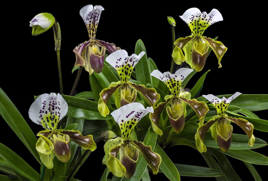 Орхидея Paphiopedilum