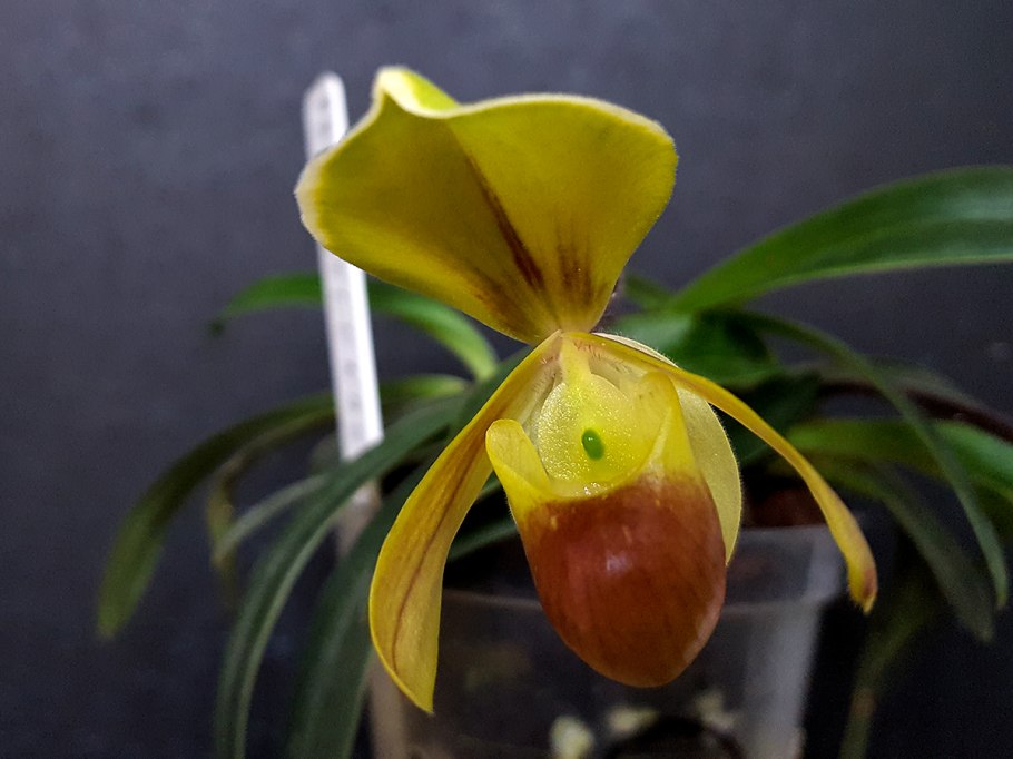 Paphiopedilum helenae