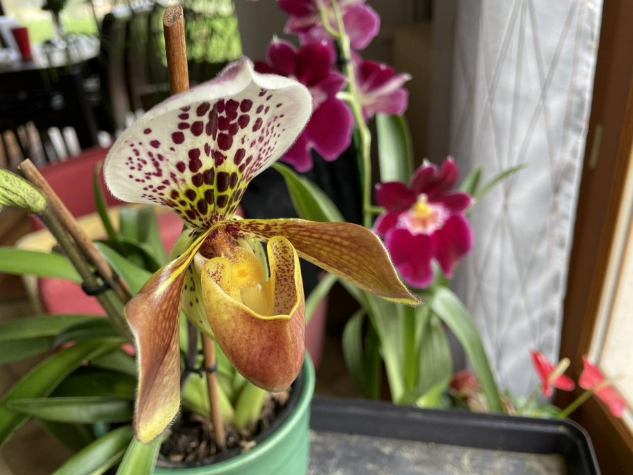Paphiopedilum Уинстон Черчилль