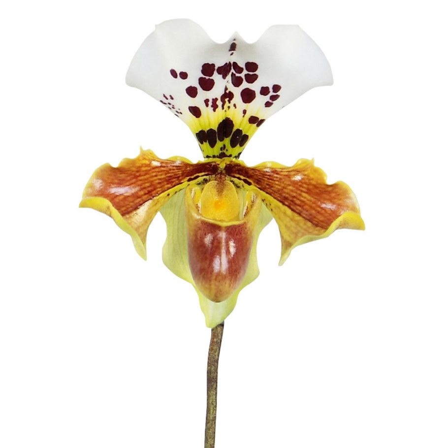 Орхидея Paphiopedilum Hybrid
