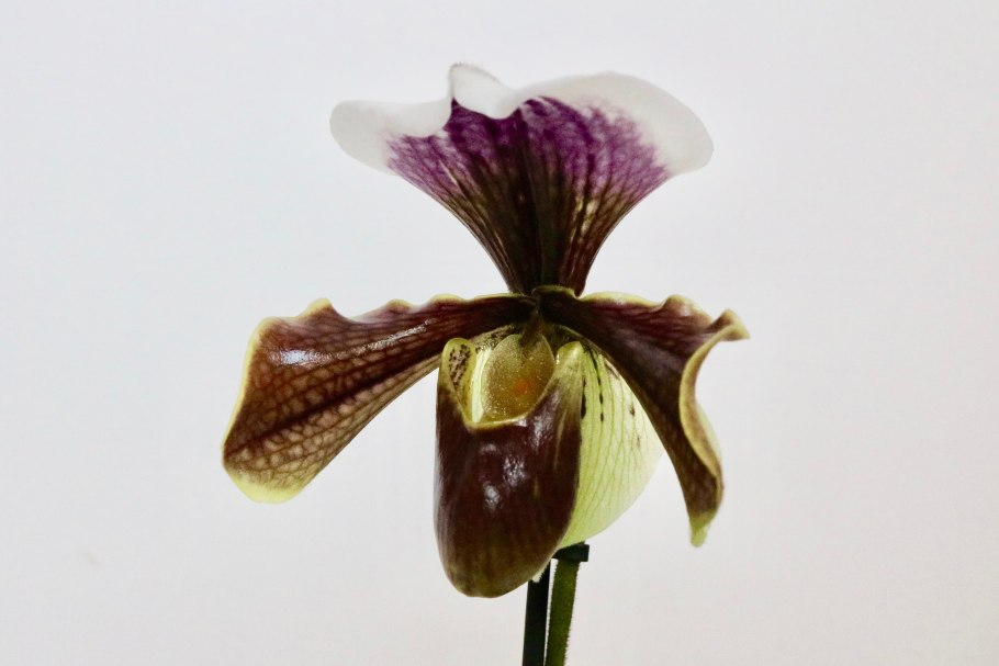 Пафиопедилум hangianum