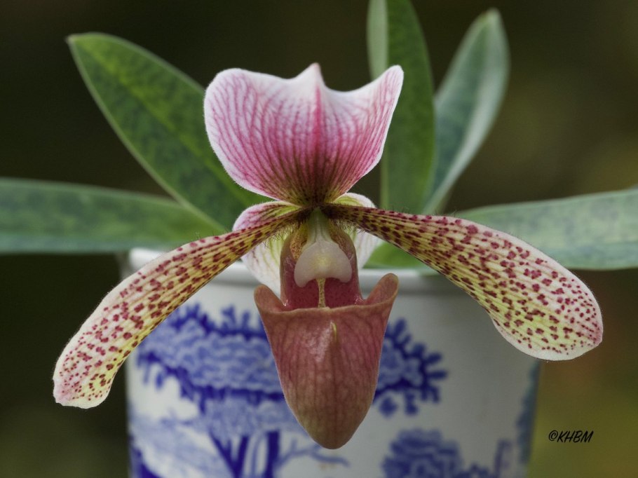 Пафиопедилум американский