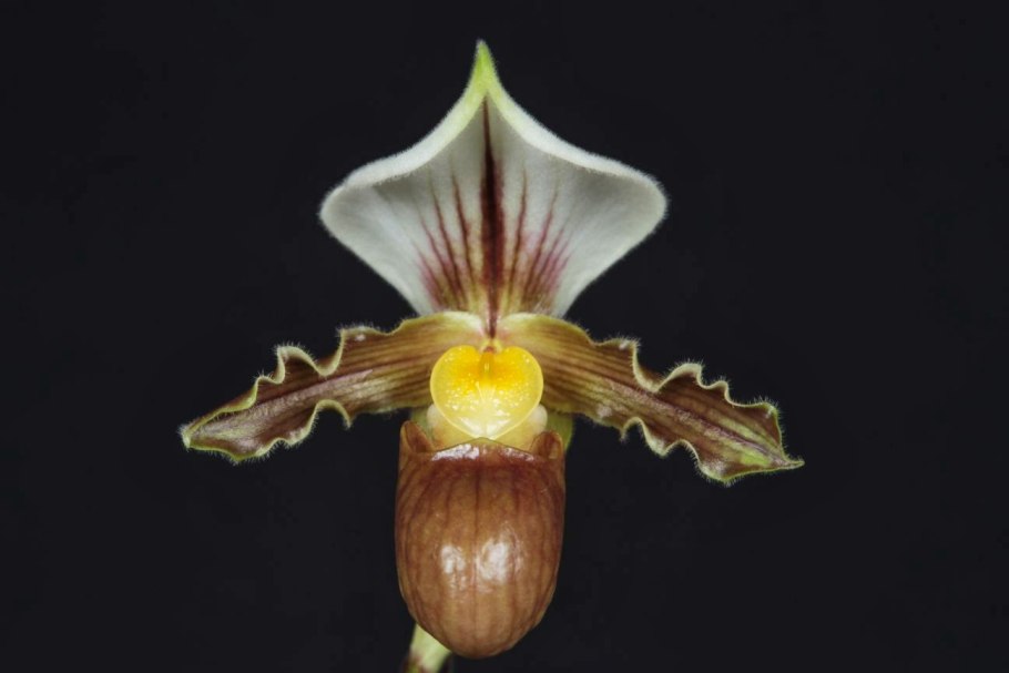 Пафиопедилум Инсигне