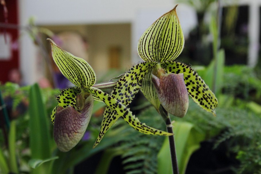 Paph Double Deception