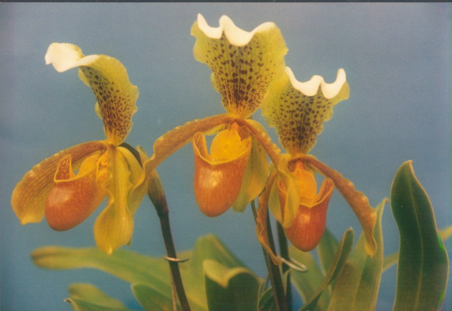 Paph. Lawrenceanum
