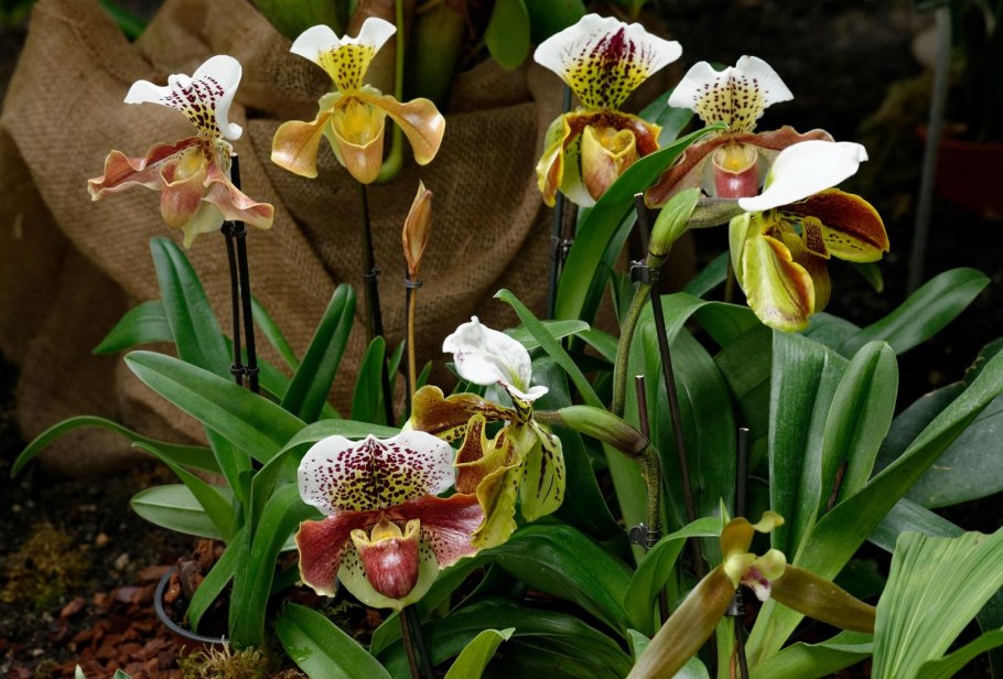 Орхидея Paphiopedilum