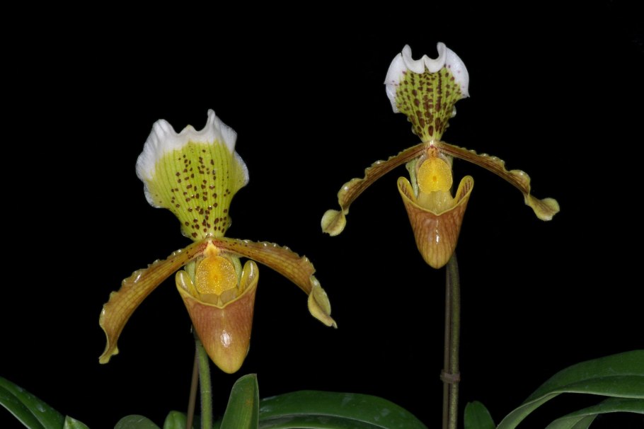 Пафиопедилум Капабланка