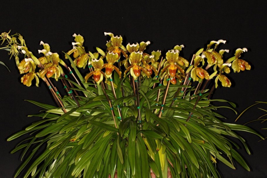 Пафиопедилум Harold Koopowitz