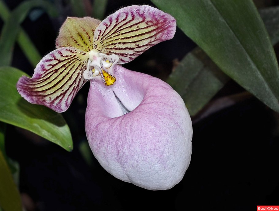 Пафиопедилум Angel hair