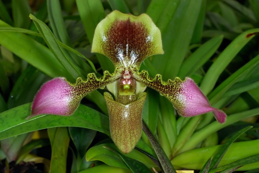 Пафиопедилум лавренцианум