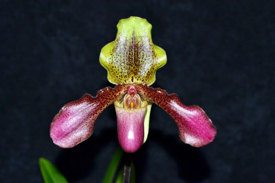 Орхидея Paphiopedilum hirsutissimum фото